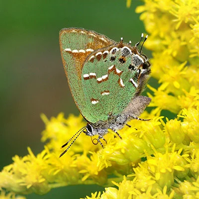穿越数字边界的艺术：Shadowsocks科学上网完全指南