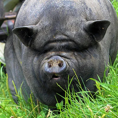 终极解决方案：彻底攻克Shadowrocket无法上网的疑难杂症