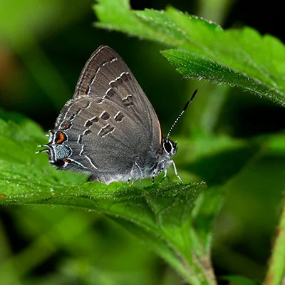 科学上网利器对决：SSR与Clash的深度解析与选择指南