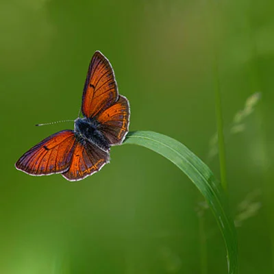 2023年V2Ray免费节点高效使用指南：6小时更新策略与进阶技巧