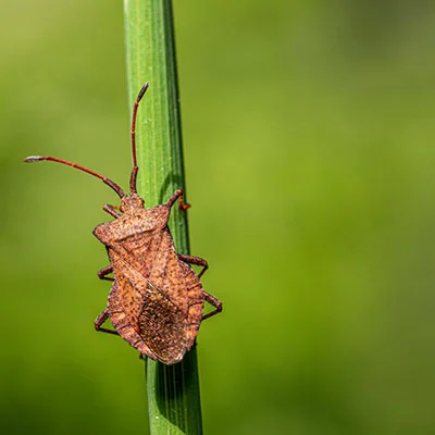 3月20日|22.5M/S，V2ray节点/Clash节点/Shadowrocket节点/SSR节点|免费订阅机场|每天更新免费梯子