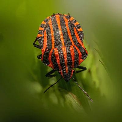 全方位指南：v2rayng的多种下载方式与使用技巧解析