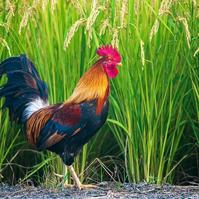 自由之门的钥匙：Mac用户终极Vmess客户端配置指南