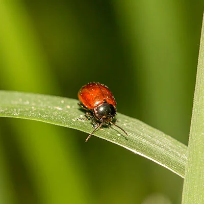 隐匿于无形：Shadowrocket隐藏图标的终极指南与隐私实战