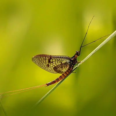 潘多拉魔盒中的自由密钥：手把手教你配置V2Ray实现高效科学上网
