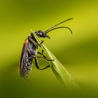 征服星辰战场：全面解析《星辰Clash》的玩法精髓与制胜之道